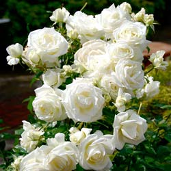 Rose 'Iceberg'